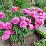 Пион Александр Флеминг-1