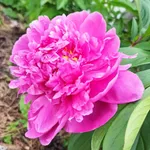 Пион Александр Флеминг-3