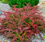 Голден ринг-2