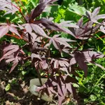 Атропурпуреум-2