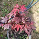 Атропурпуреум-3