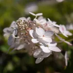 Канделайт-3