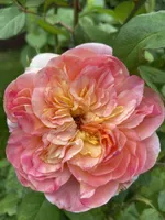 Папи Дельбар-2