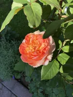 Папи Дельбар-1