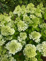 Саммер Сноу-4