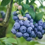 Дарроу (позднеспелый)-1