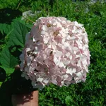 Гортензия древовидная Кандибелле Маршмеллоу-2