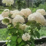 Гортензия древовидная Кандибелле Маршмеллоу-3