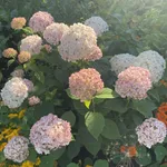 Гортензия древовидная Кандибелле Маршмеллоу-1