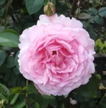 Роза Александра Принцесс де Люксембург, Топалович-3