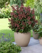 Гортензия метельчатая Инфинити-2