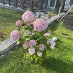 Гортензия древовидная Кандибелле Баблгам-1