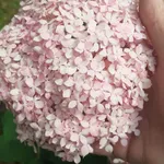 Гортензия древовидная Кандибелле Баблгам-2