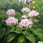 Гортензия древовидная Кандибелле Баблгам-3