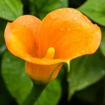 Калла Мерседес-1