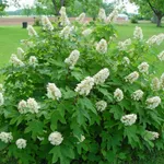 Гортензия дуболистная Алиса-1