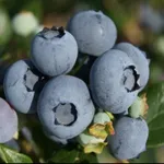 Торо (позднеспелый)-1