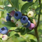 Нельсон (позднеспелый)-2