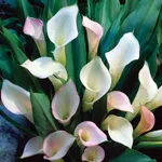 Калла Кристал Блаш -1