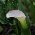 Калла Кристал Блаш -2