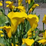 Калла Голд Краун -1