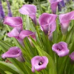 Калла Грейп Вельвет -1