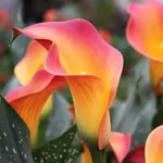 Калла Монинг Сан-3