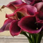 Калла Роял Валентин-1