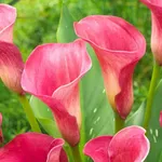 Калла Вайлд Салмон-2