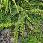 Грин Карпет-3