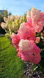 Ванила Фрайз-1