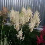 Астильба арендса Виссе Глория-3