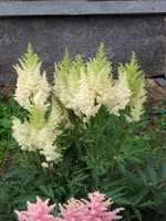 Астильба арендса Виссе Глория-1