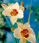 Пандорас Бокс-1