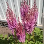 Астильба китайская Пурпуркерц-1