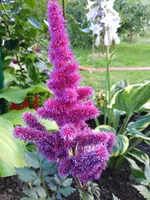 Астильба китайская Пурпуркерц-2