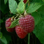 Бабье лето-1