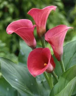 Калла Капитан Романс-1