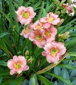 Элегант Кэнди-1