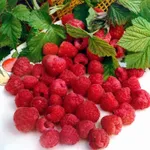 Барнаульская-1