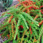 Грин Карпет-1