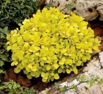 Спешиал Голд-1