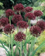 Атропурпуреум-1