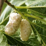 Шелковица белая-1