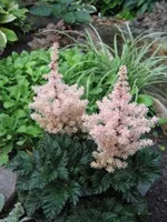 Астильба курчавая Лилипут-1