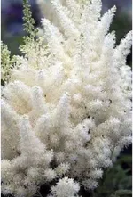 Астильба Даймонд энд Перлс китайская-1