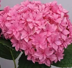 Гортензия макрофила Перфекшн-1