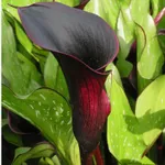 Калла Блэк Стар-1