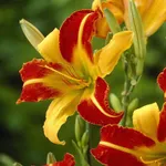 Франс Халс-1