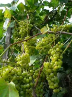 Московский устойчивый-1